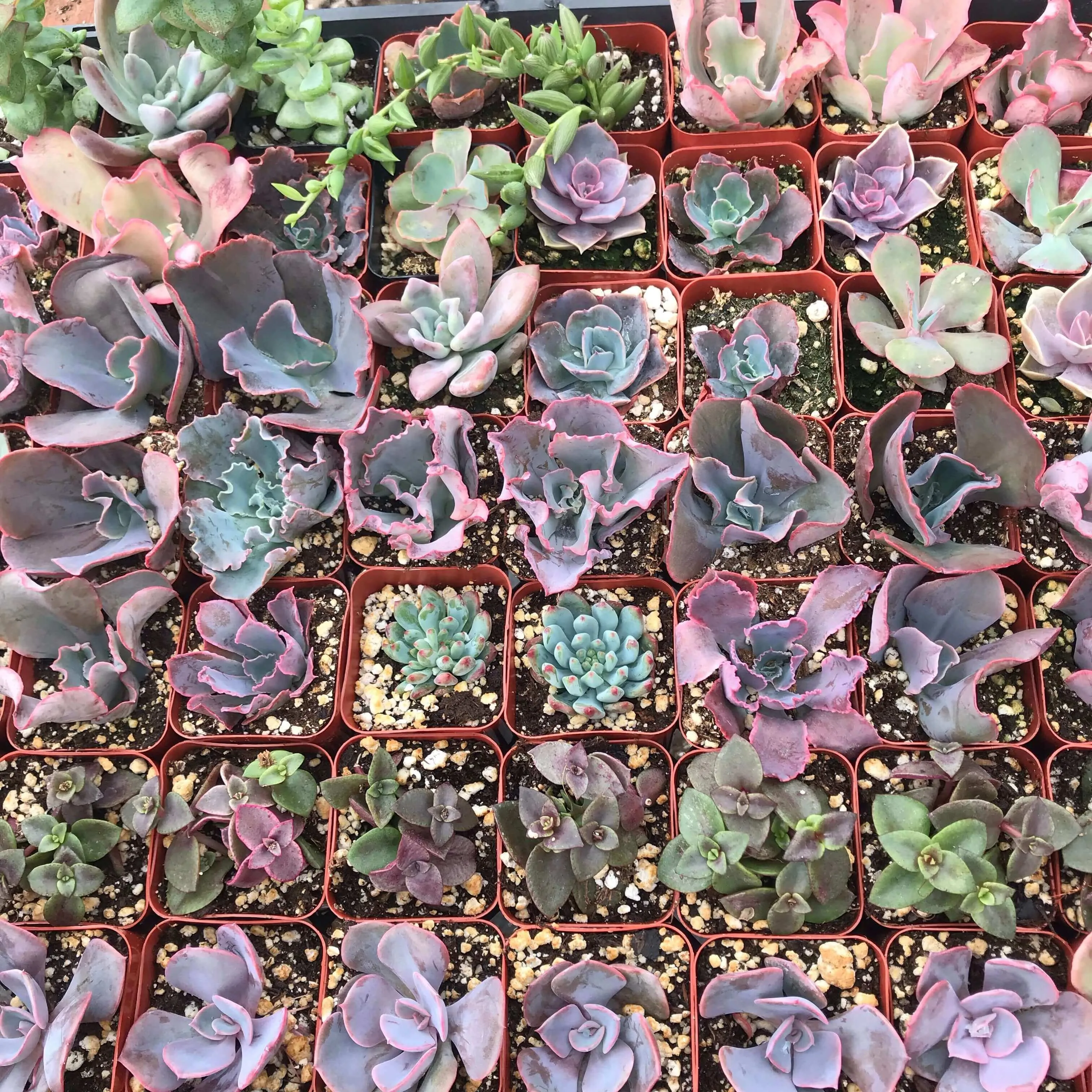 2” gorgeous succulents - Set of 4